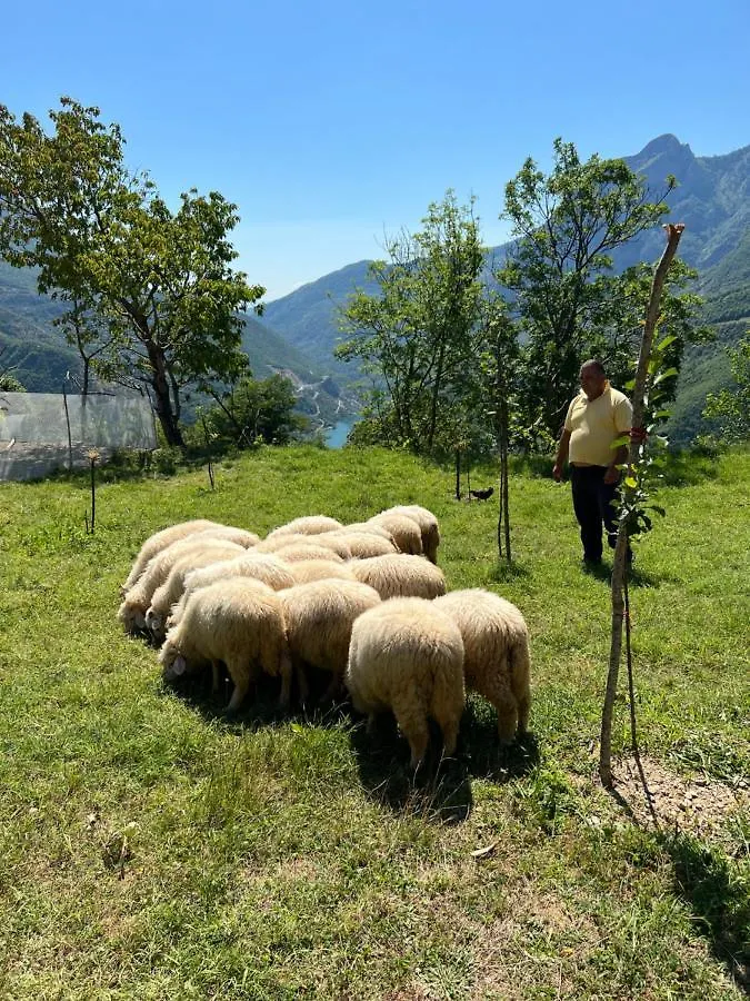 Alojamento de Acomodação e Pequeno-almoço Bujtina Merturi Aprip